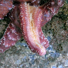 starfish