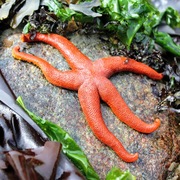 starfish2
